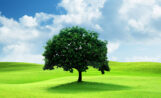 avnisharma.shop